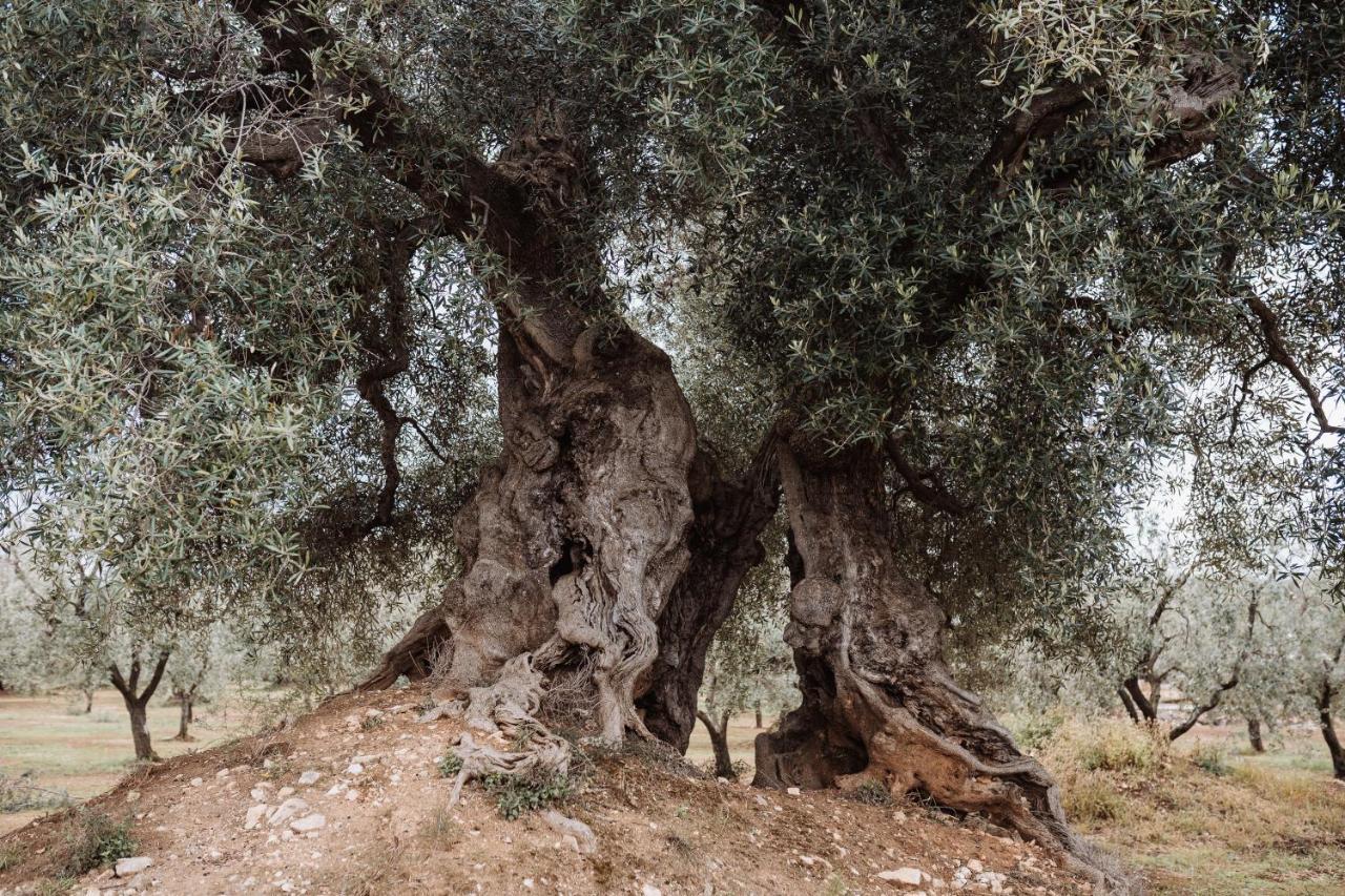 Masseria Casamassima Agriturismo Ostuni Zewnętrze zdjęcie