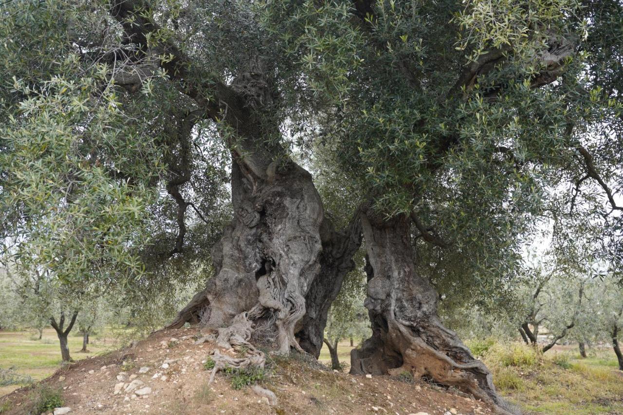 Willa Masseria Casamassima Agriturismo Ostuni Zewnętrze zdjęcie