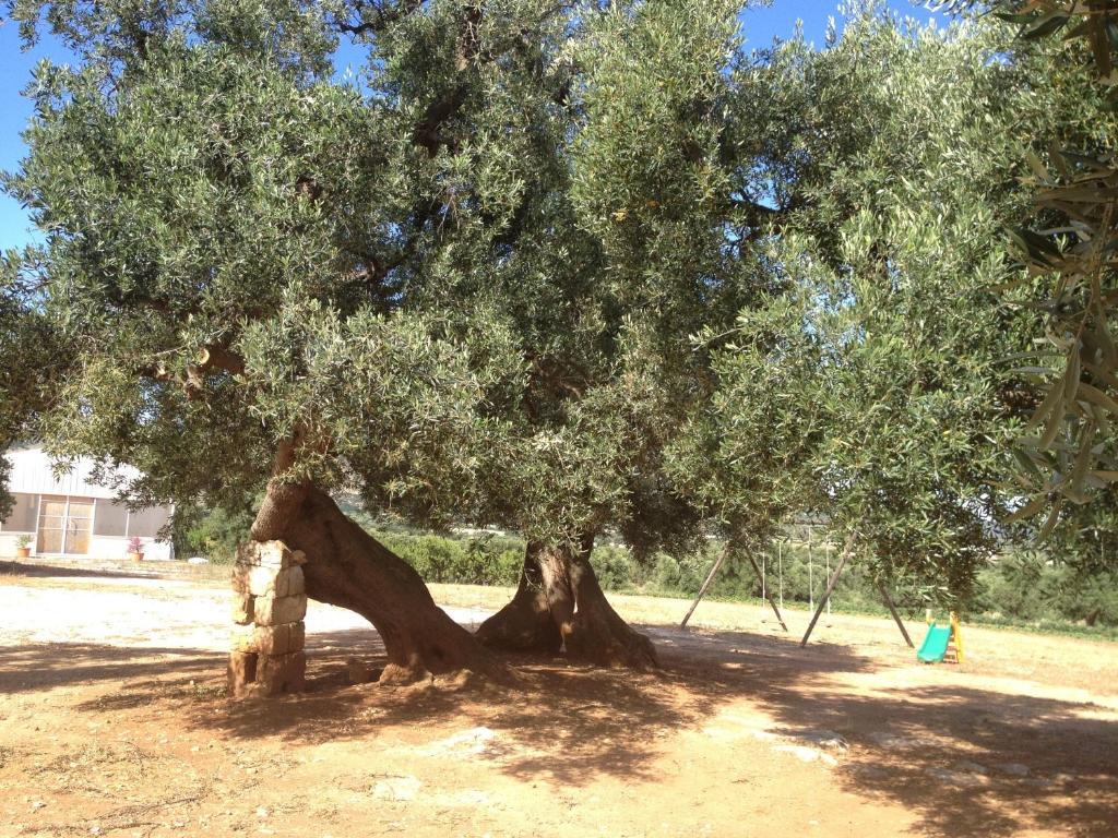 Willa Masseria Casamassima Agriturismo Ostuni Zewnętrze zdjęcie